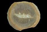 Fossil Shrimp (Peachocaris) Pos/Neg - Illinois #120902-2